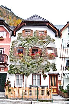 Beautiful tree in Hallstatt