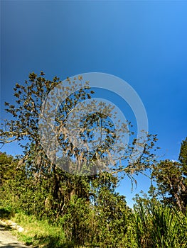 Beautiful tree with hanging moss near road. Photography, wide angle, copy space