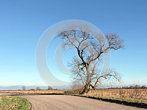 Beautiful tree and highroad