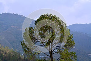 A beautiful tree with hills background.