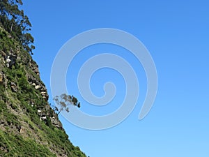 Beautiful tree on a hillside keeping the balance photo