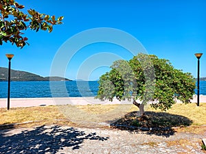 Beautiful tree in Igoumenitsa, Greece