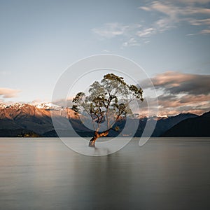 Beautiful tree inside the Lake Wanaka, taken during sunrise. Long Exposure. Travel concept, New Zealand.