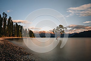 Beautiful tree inside the Lake Wanaka, taken during sunrise. Long Exposure. Travel concept, New Zealand.