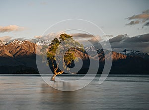 Beautiful tree inside the Lake Wanaka, taken during sunrise. Long Exposure. Travel concept, New Zealand.