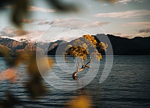 Beautiful tree inside the Lake Wanaka, taken during sunrise. Long Exposure. Travel concept, New Zealand.