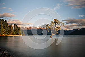 Beautiful tree inside the Lake Wanaka, taken during sunrise. Long Exposure. Travel concept, New Zealand.