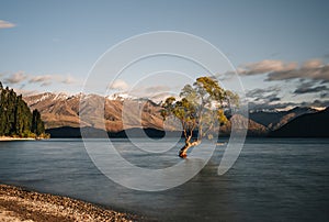 Beautiful tree inside the Lake Wanaka, taken during sunrise. Long Exposure. Travel concept, New Zealand.