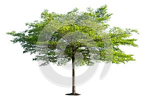 Beautiful Tree isolated