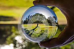 A beautiful tree with its shadow photography in clear crystal glass ball.