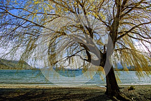 Beautiful tree at lake wanaka southland new zealand photo