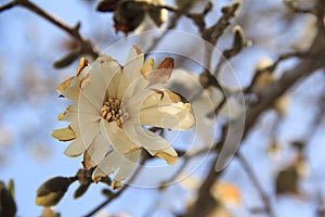 Beautiful tree with large Springtime flowers, some of the petals bruised