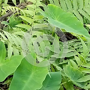 Beautiful Tree Lefts