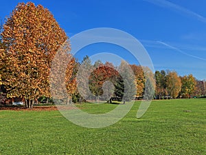 Beautiful tree line and green field in HDR