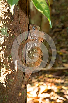 Beautiful tree lizard.