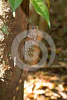 Beautiful tree lizard.