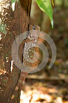 Beautiful tree lizard.