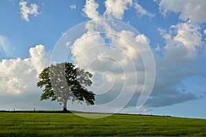 Beautiful tree with long branches on a rural green field under a blue cloudy sky