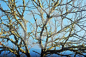 Trees, branches and fern, with a blue beautiful sky leaves, grass and the sunlight in the forest photo