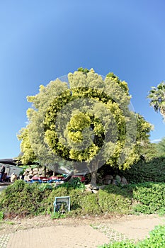 A beautiful tree with a lush light green crown