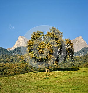 Beautiful tree. Maienfeld. Switzerland