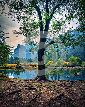 Beautiful tree by Merced River during fall colors at Yosemite