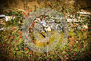 Tree in the mountains