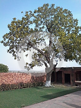 Beautiful tree in nature near home with wall