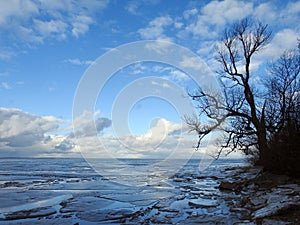 Beautiful tree near Curonian spit in winter, Lithuania