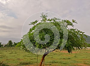 A beautiful tree with nice pattern stems in the ground