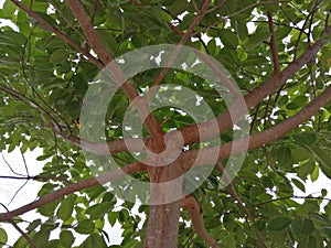 A beautiful tree with nice pattern stems in  the ground