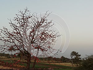 Beautiful tree osam neture photo
