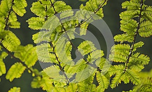 Beautiful tree in the park