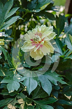 Beautiful tree peonies on a sunny day in the garden