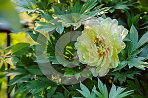 Beautiful tree peonies on a sunny day in the garden