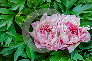 Beautiful tree peonies on a sunny day in the garden