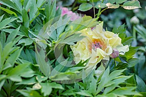 Beautiful tree peonies on a sunny day in the garden