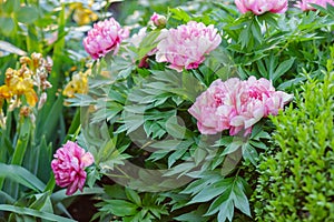 Beautiful tree peonies on a sunny day in the garden