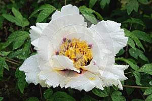 Beautiful tree peony flower. Gui Fu Ren suffruticosa variety photo