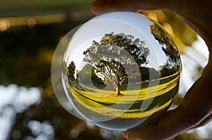 A beautiful tree photography in clear crystal glass ball.