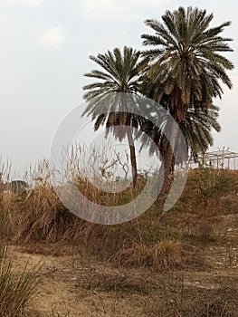 Beautiful tree picture