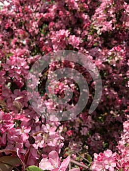 Beautiful tree with pink flowers apple tree