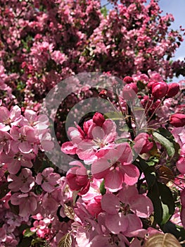 Beautiful tree with pink flowers apple tree