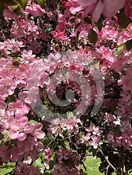 Beautiful tree with pink flowers apple tree