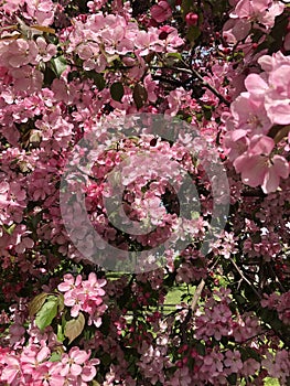 Beautiful tree with pink flowers apple tree