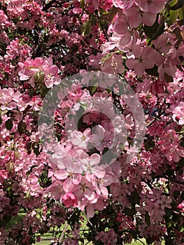 Beautiful tree with pink flowers apple tree