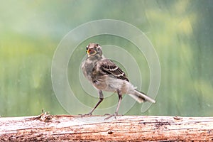 Beautiful tree pipit bird with open beak on log