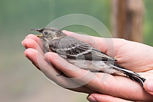 Beautiful tree pipit bird with open beak in woman's hand