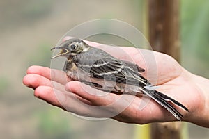 Beautiful tree pipit bird with open beak in woman`s hand