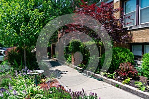 Beautiful Tree and Plant Lined Sidewalk with Residential Buildings in Rogers Park Chicago